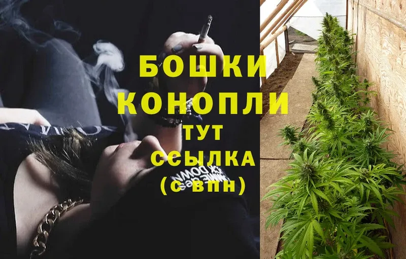 как найти наркотики  кракен рабочий сайт  Бошки марихуана SATIVA & INDICA  Злынка 